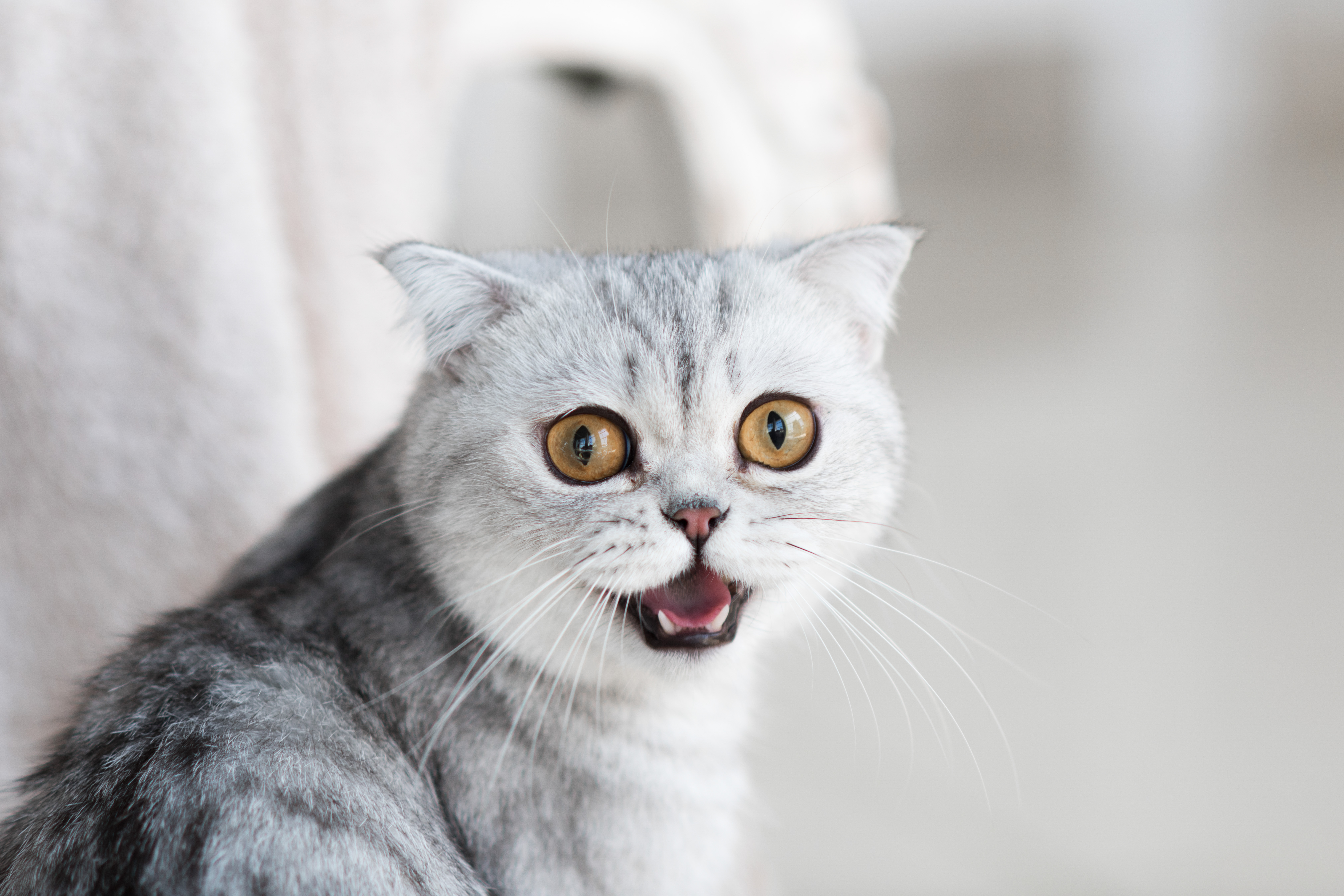 Suprised Kitty