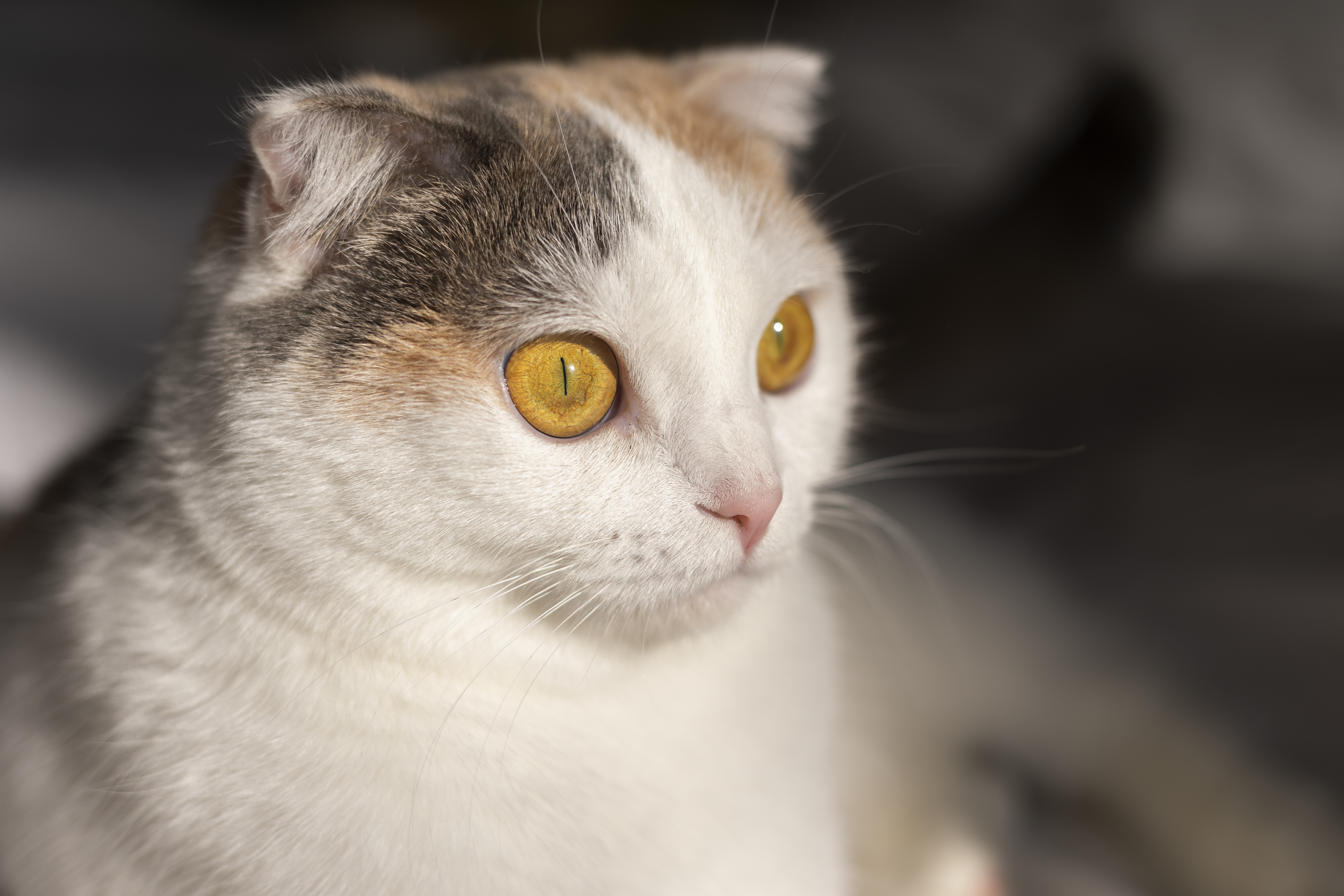 Focused Kitty